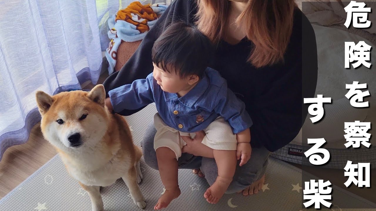 A Shiba Inu that will get angry on behalf of the couple if the