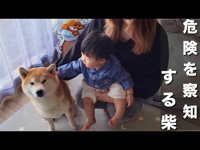 A Shiba Inu that will get angry on behalf of the couple if the