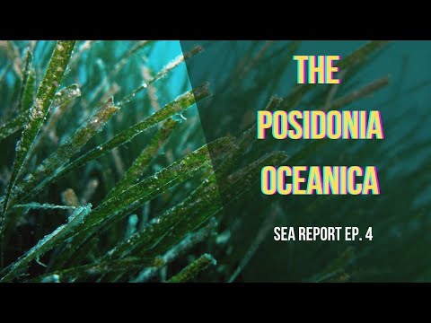 Sea Report ep. 4  - The Winter Of The Neptune Seagrass (Posidonia oceanica)