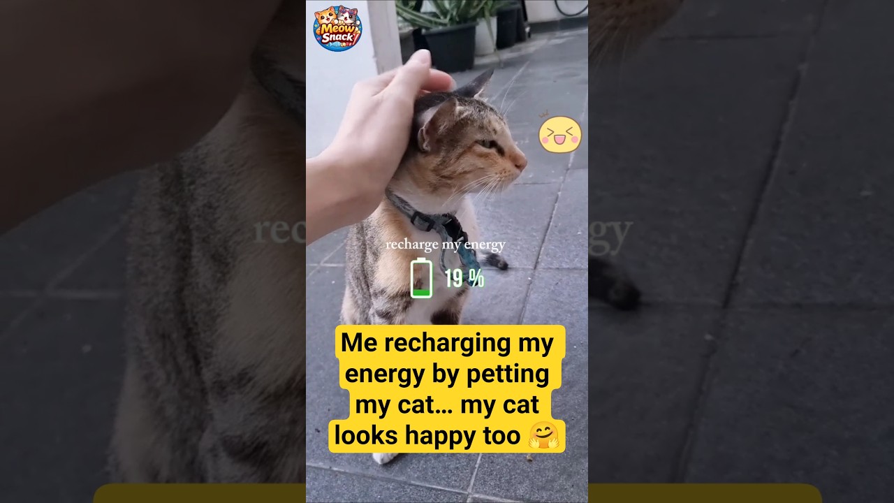 Me recharging my energy by petting my cat...my cat looks happy too 🤗 