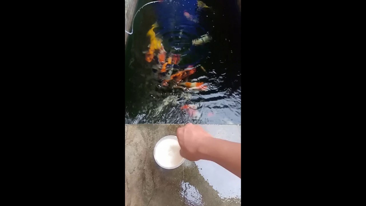Menstabilkan pH Air Kolam Koi dengan Metode Alami: Panduan Lengkap untuk Kolam Sehat dan Koi yang Sejahtera
