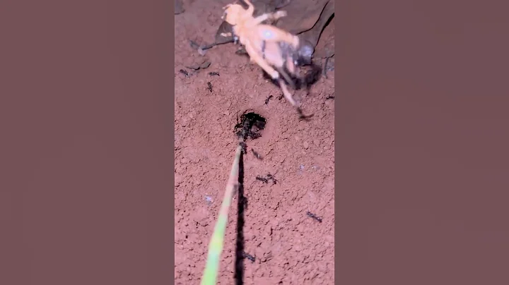 Survival skills venomous ants catch massive cricket at night #shorts