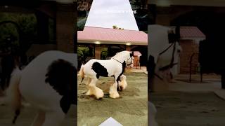 আল্লাহ আল্লাহ আল্লাহু #shorts #horse #viral #ইসলামিক_ভিডিও #popular #naziasvlog #foryou #allah