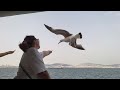Princes Island Ferry Ride | Seagull