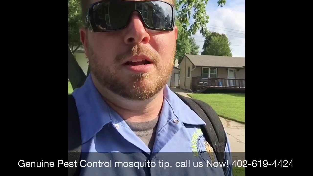 Get rid of mosquitoes Omaha | Genuine Pest Control - YouTube