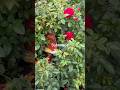 #flowers #roses #viralshorts #trendingnow#youtubeshorts#tamillife #tamilvlog #indiansinusa #usavlog