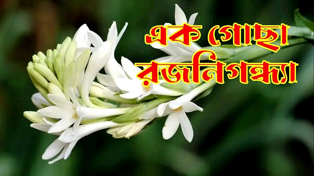 এক গোছা রজনীগন্ধ্যা -- নাটক -- natok -- drama -- ek gocha rojonigondha