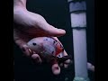 Fancy Goldfish, envio a México y Guatemala #goldfish #aquarium #goldfishtank #fancygoldfish #fish