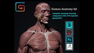 Human Anatomy Kit inside