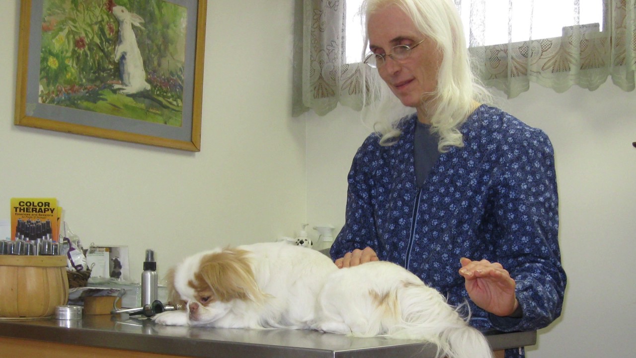 What Is a Holistic Veterinarian?