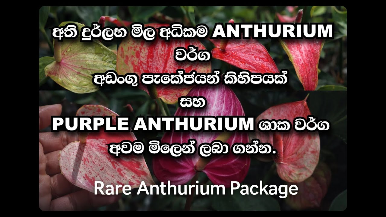 ✨ දුර්ලභ, වටිනා Anthurium වර්ග අඩංගු EXCLUSIVE PACKAGES ✨