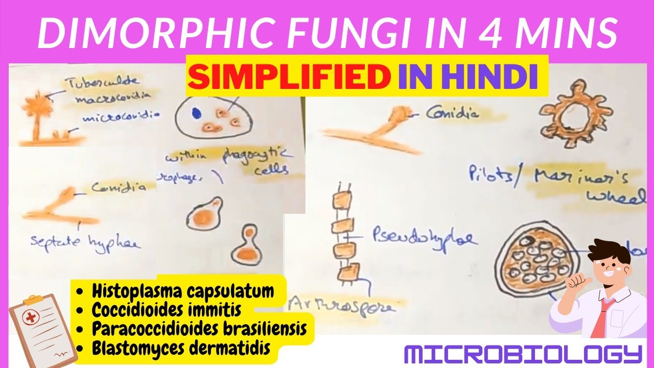 Dimorphic Fungi Microbiology Hindi YouTube