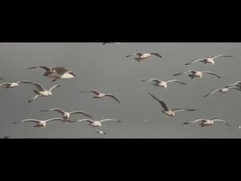 Словетский - Тигр на катере