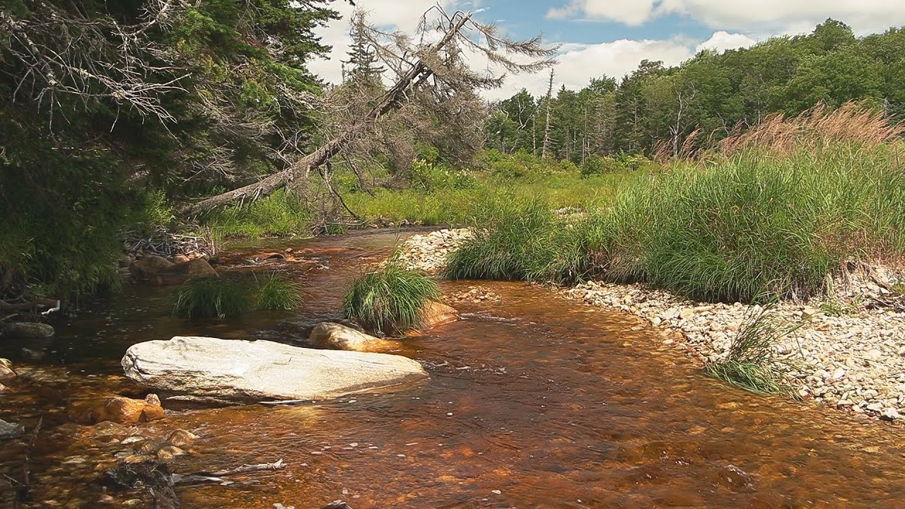 Fly Fishing the Upper East Branch Deerfield River in Vermont YouTube