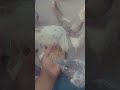 tu to mari jaan hai #trending #pigeon #viral #minivlog
