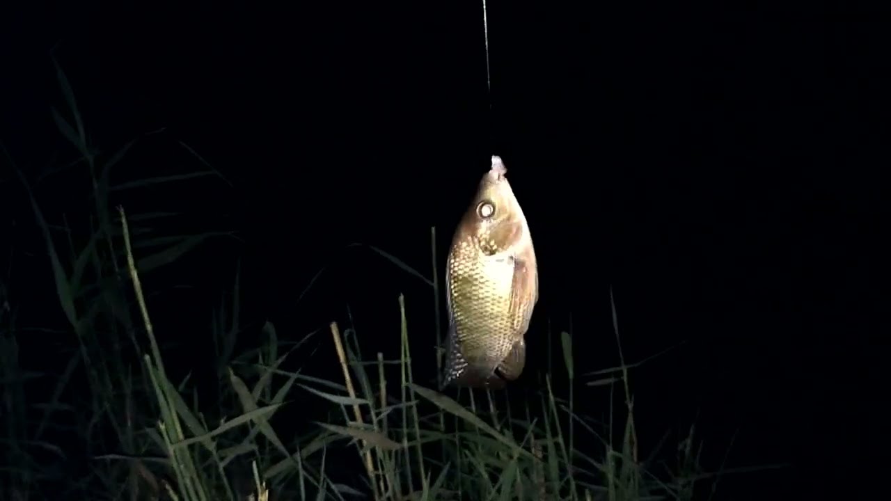 شاهد الفيديو مباشر بالكامل