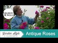 Antique Garden Rose Varieties | Garden Style (102)