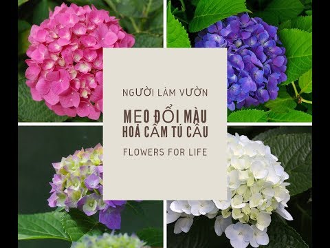Video: Thay đổi màu sắc của bụi hoa cẩm tú cầu: Cách làm cho hoa cẩm tú cầu đổi màu