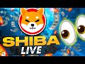 Shib live  stream 247  may  jun  shiba inu live stream