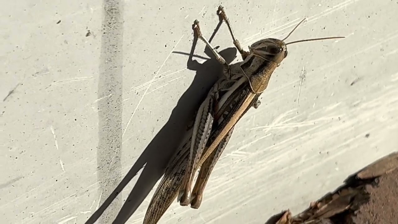 Spur-throated Locust (Austracris guttulosa) (2023-03-16)