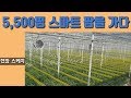 [스마트팜 아람 2-1] 한국 농업의 미래를 엿보다, 농업인의 도전!!! 윤박사의 현장스케치,  5,500평, 토마토 5만주심어져있는 스마트팜을  가다. 외국이 아니라 한국입니다.