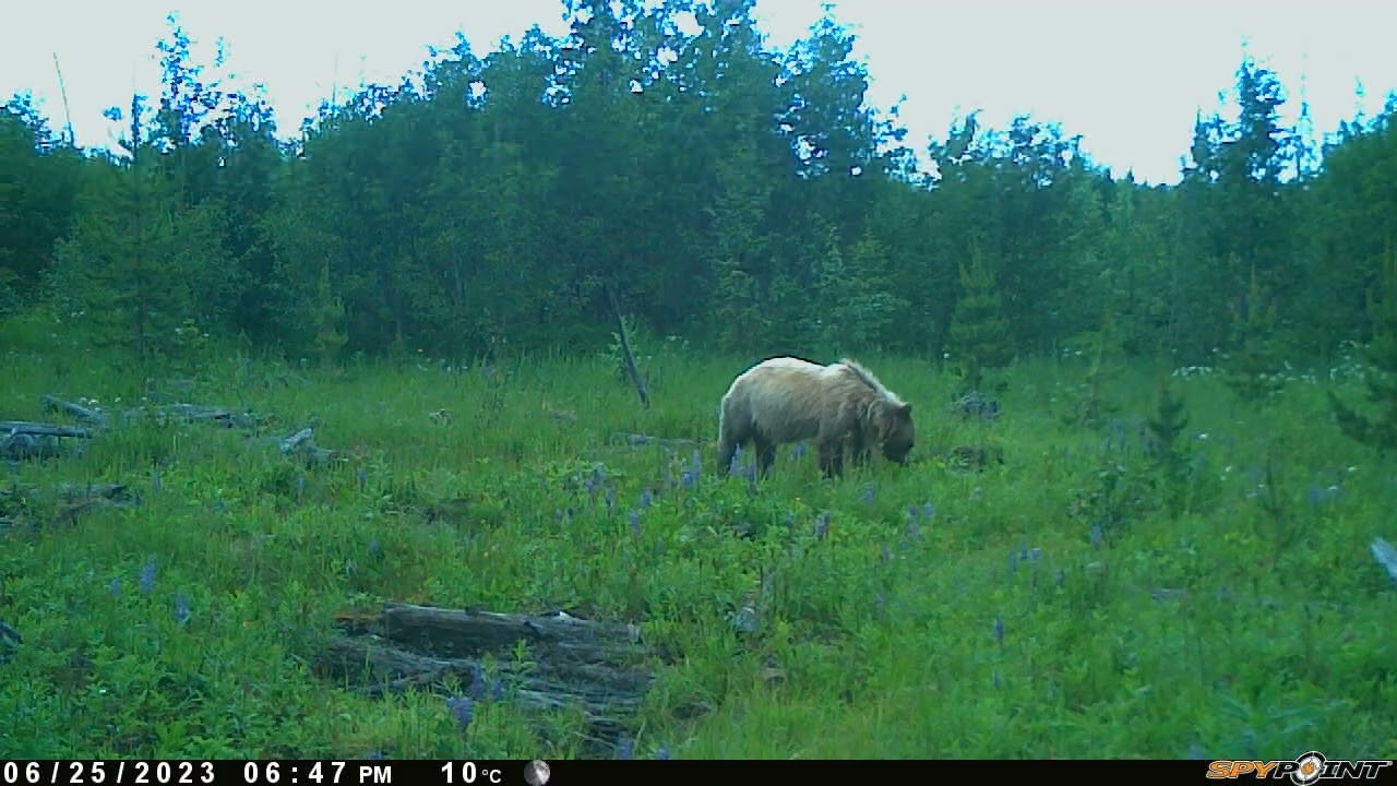 Blonde Grizzly bear, Canada, BC