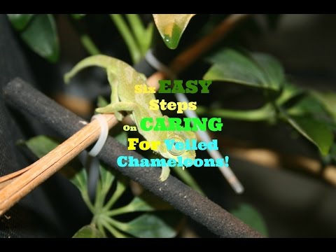 chameleon lyrics 6 Steps On Caring For Veiled Chameleons | WannaBuy | I Gecko