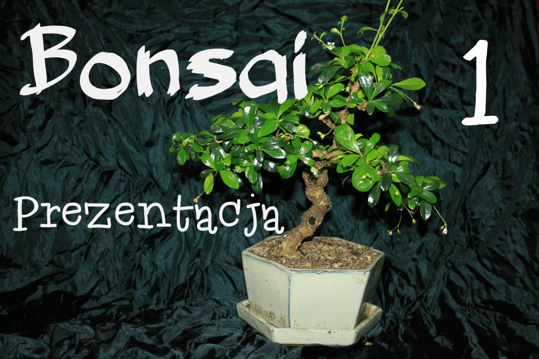 Drzewko Bonsai - Karmona drobnolistna / prezentacja