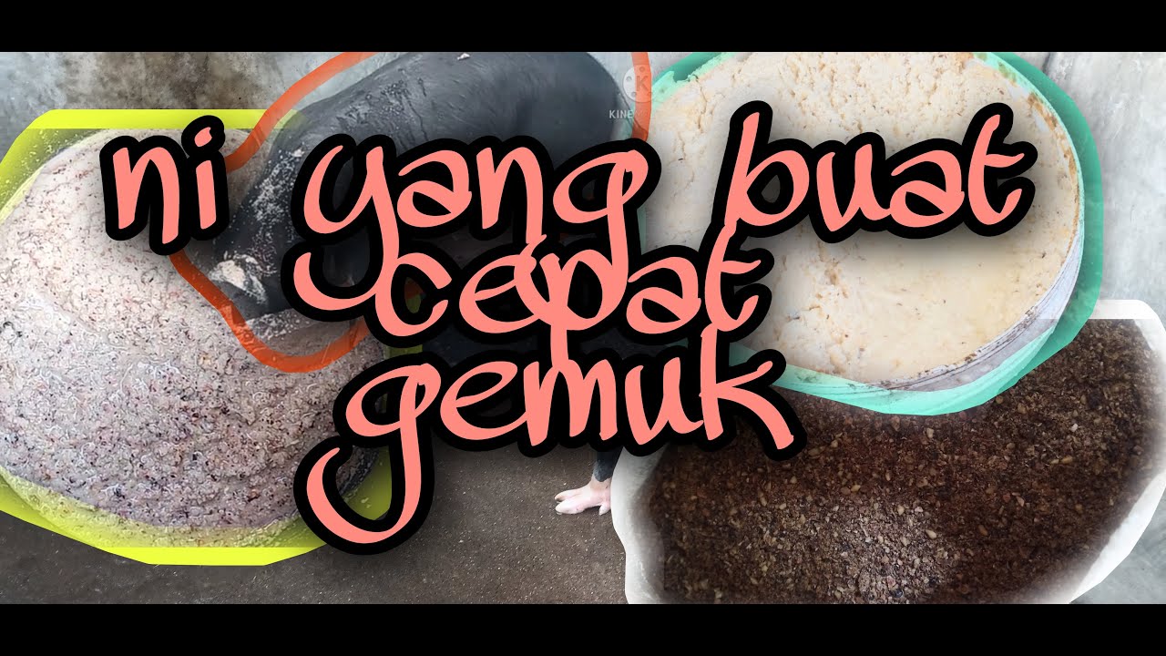 pakan babi agar cepat gemuk 