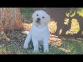 Adorable APHRODITE the Lab Puppy - Temperament Test