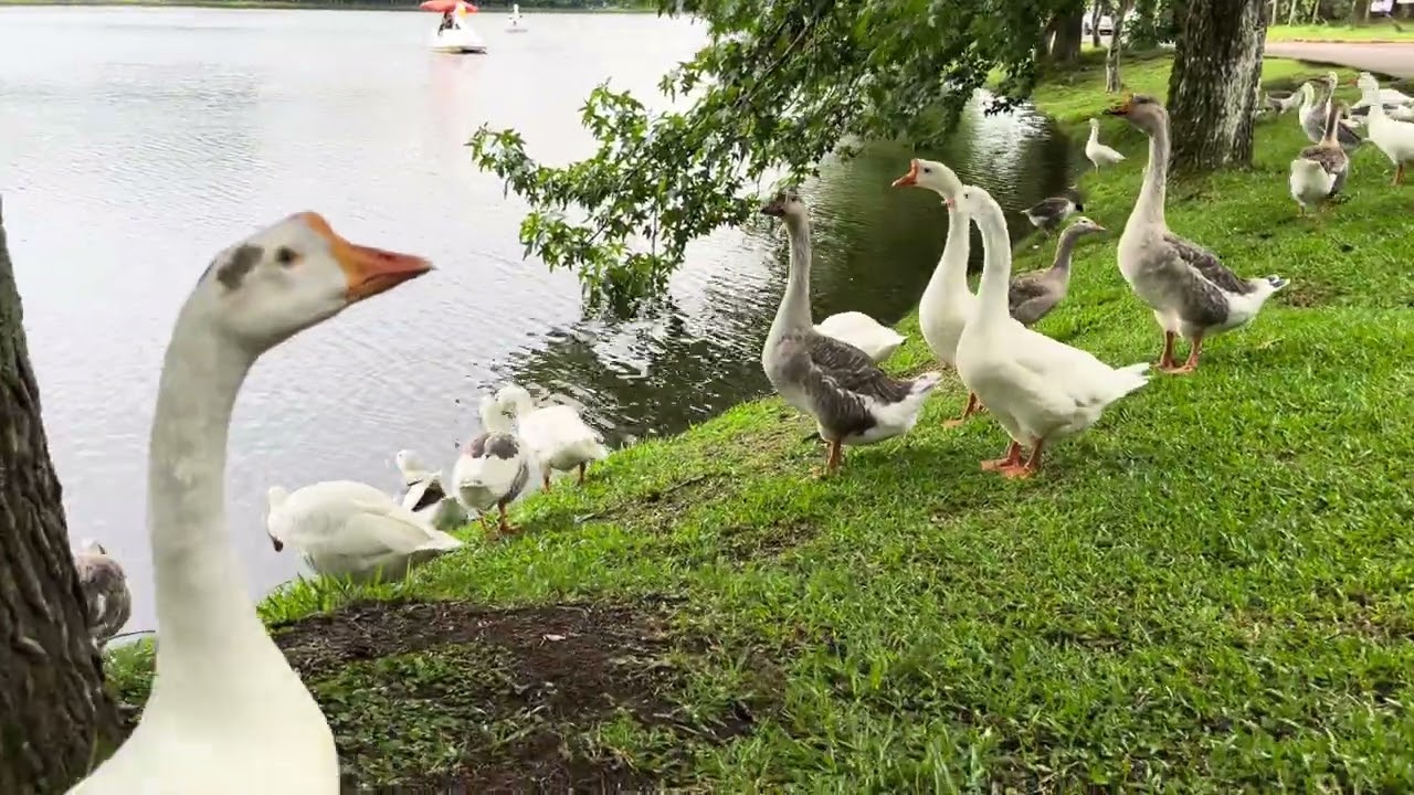 Gansos no Lago São Bernardo | Natureza e Calmaria em São Francisco de Paula