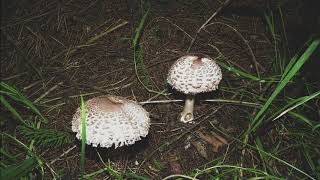 mushrooms