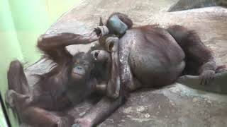 에버랜드 오랑우탄 서로 장난치며 노는 모습 Everland orangutan playing around with each other