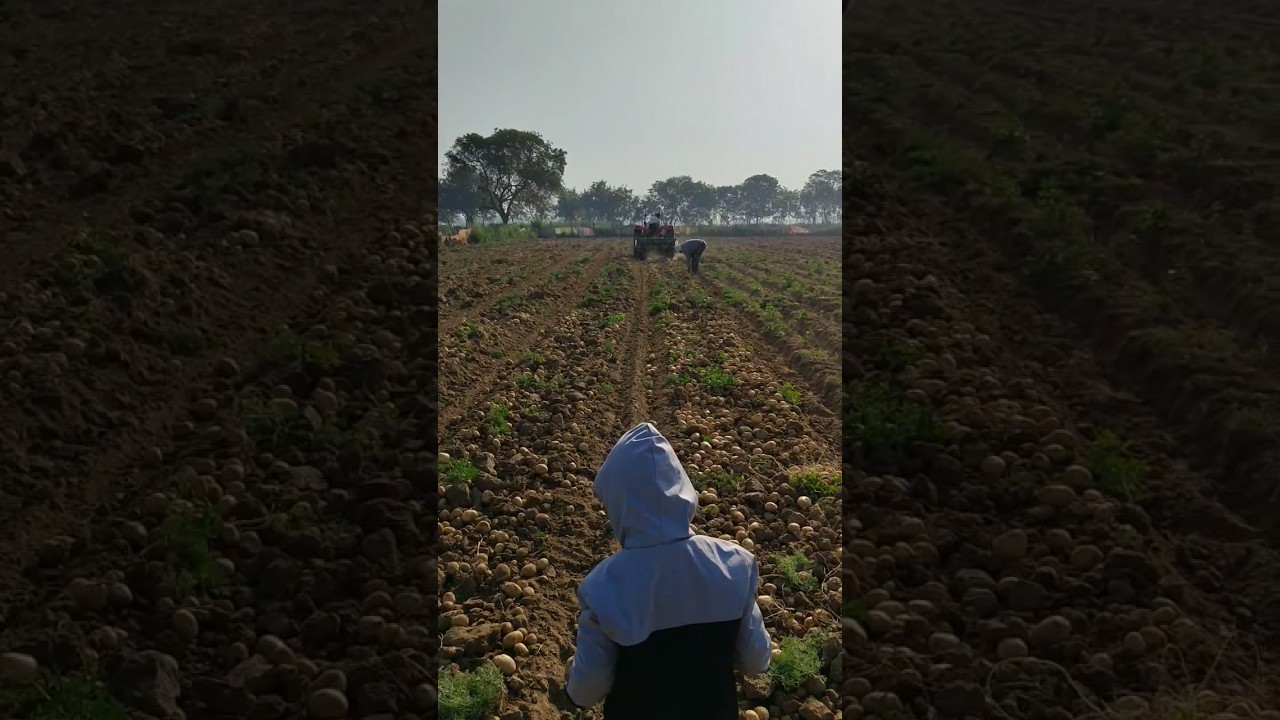 Mitansh is doing potato farming || Tripyyy 🛣️ Boys || 