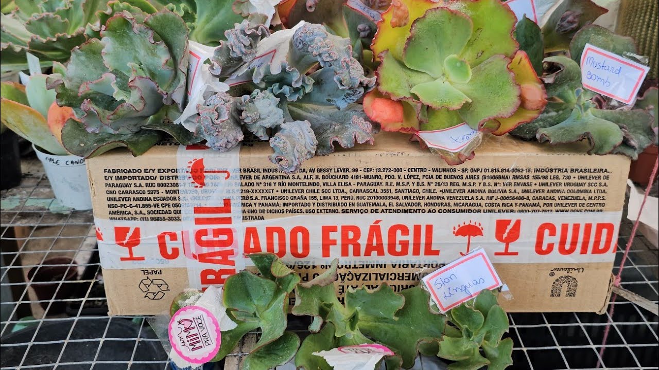 Chegou mais uma caixinha da felicidade por aqui .