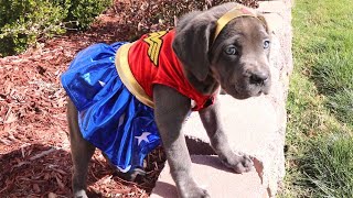 Wonder Woman Puppy Cosplay by Shipley Cane Corso 893 views 4 years ago 1 minute, 13 seconds