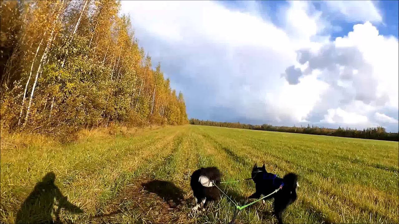 Razmetelevo dog training bikejoring YouTube