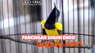 SOGON GACOR | PANCINGAN BURUNG SOGOK ONTONG BAHAN AGAR EMOSI