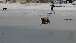 Chipper my pooch's first trip to the beach