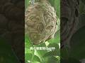 蜂の巣をエアガンで駆除してみた