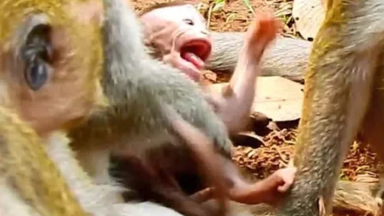 Poor baby Maddix alway steal by Cruel monkey Dolly,maddix cry