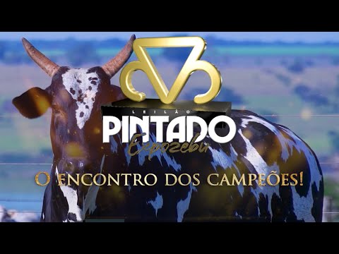 VEM AI - LEILÃO PINTADO EXPOZEBU ENCONTRO DOS CAMPEÕES