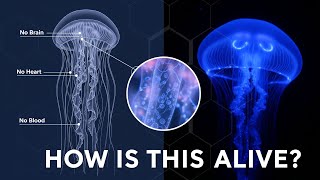 How jellyfish survive with no brain, no heart, no blood