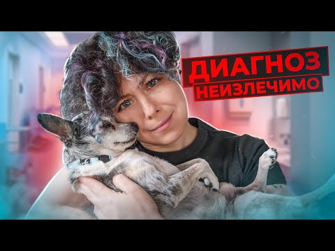 Видео: Мой ветеринар говорит, что у моей собаки неизлечимая болезнь. Что я могу сделать?