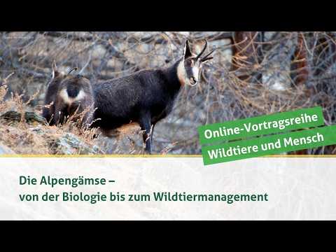 DJV-Online-Vortragsreihe "Wildtiere und Mensch" | Die Alpengämse