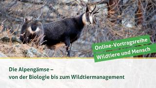DJV-Online-Vortragsreihe Wildtiere und Mensch | Die Alpengämse