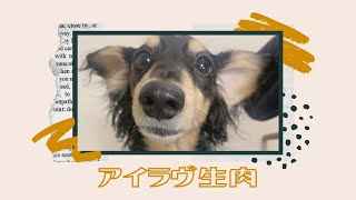 【半年経ちました】生肉の虜になったカニンヘンダックスココ