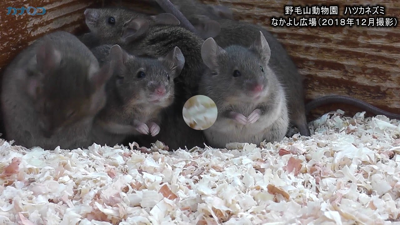 元気に動きます ハツカネズミ 野毛山動物園 神奈川新聞 カナロコ Youtube