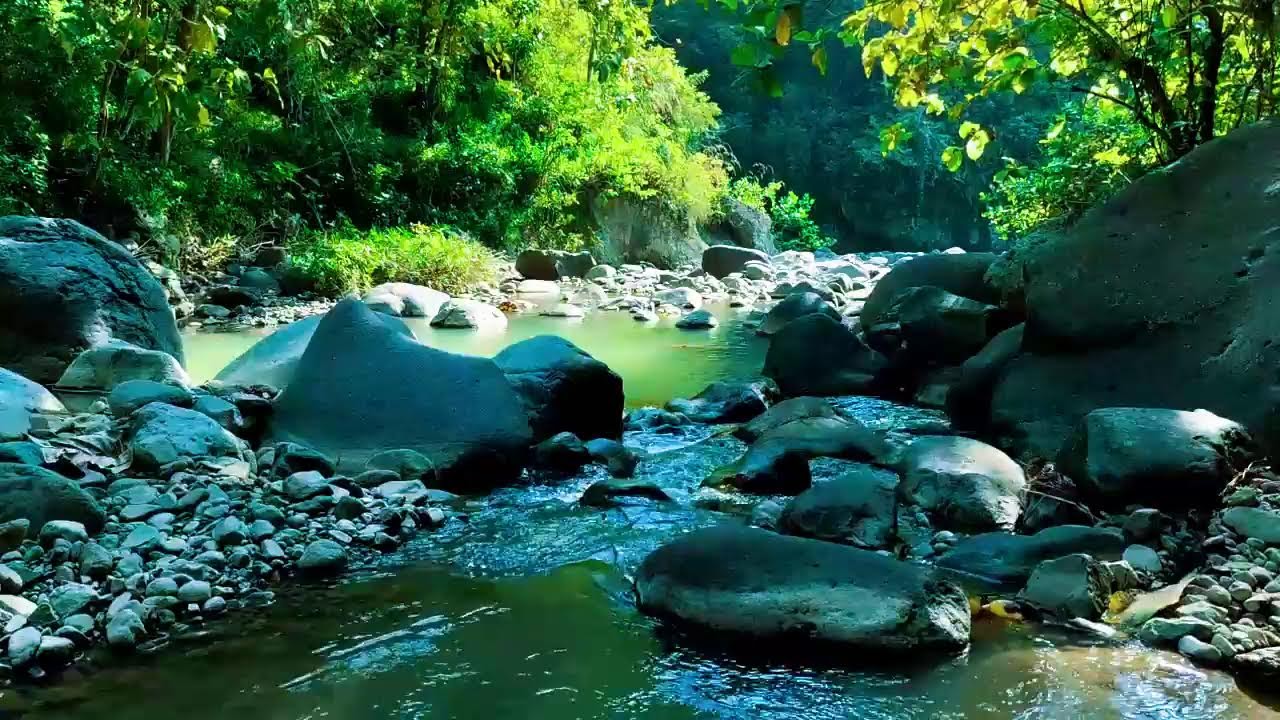 Forest Stream Sounds, 1+ Hour of Nature Sounds for Sleep and Relaxation
