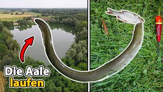 Download Lagu Mit Köderfisch auf Aal | Jetzt eskalieren sie komplett 😱 MP3